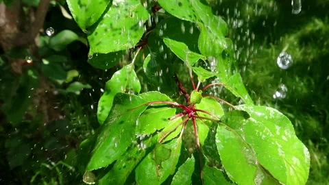 Large water drops on leaves Stock Footage 108664567