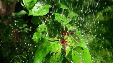 Large water drops on leaves Video stock 108664587