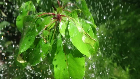 Large water drops on leaves Stock Footage 108664646