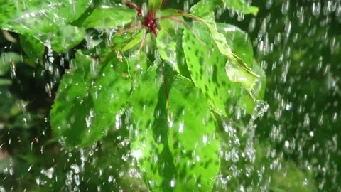 Large water drops on leaves Stock Footage 108664667