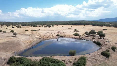 Large water pond for cattle - 281 Stock Footage 310552341