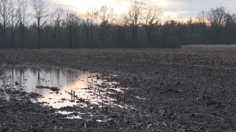 Large water pool in the middle of a cultivated expanse. Deteriorating crop .. Video stock 259229534
