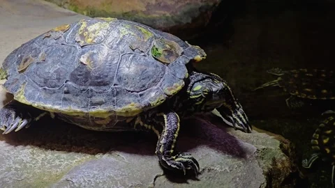 Large water turtle Stock Footage 253066087