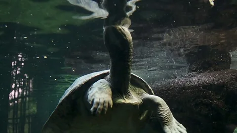 Large water turtle taking in air Stock Footage 74904569