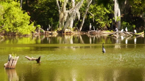 Large Waterbird Ahinga Slowly Descends into Pond Water 스톡 동영상 246156129