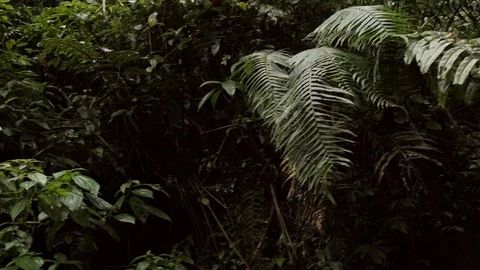 Large waterfall surrounded Stock Footage 93781978