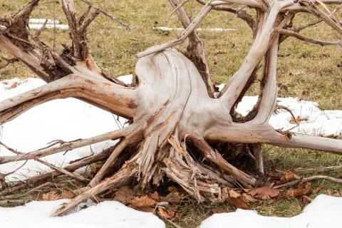Large weathered dead tree roots Stock-Fotos