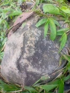 Large Weathered Stone Embedded in Green Grass and Foliage Foto stock