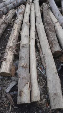 Large, weathered tree logs with rough, gray bark stacked together on soil. Stock Photos
