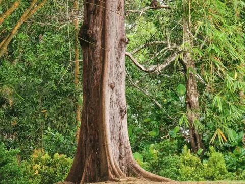 Large Weathered Tree Trunk Surrounded by Dense Tropical Vegetation 스톡 사진