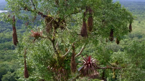 The large weaved nests of a Russet-backed Oropendola hanging from a tree top Stock Footage 169920126