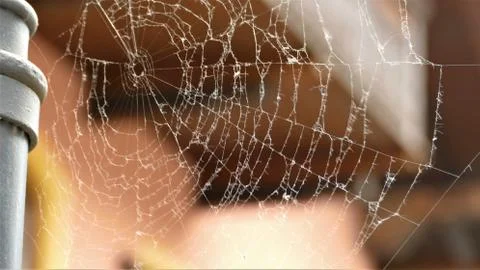 Large web on the background of light Foto stock