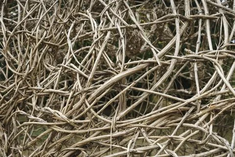 Large web of dry branches with texture. Foto stock