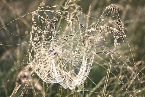 Large web with a spider on a blade of grass in the morning in the fog close u Fotos Stock