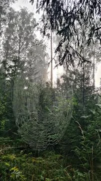 Large webs of traps made by spiders in grass and bushes in forest Stock Photos