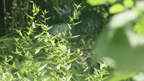Large weeds in a Backyard Swaying in a Breeze. Stock Footage 114209213