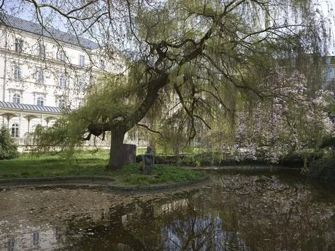 A large weeping willow beside the Tepla river with spa buildings behind, Czech R Stock Photos