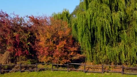 Large weeping willow surrounded by colorful autumn trees in peaceful park Stock Footage 344809552