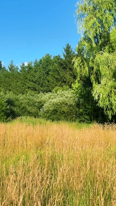 	A large weeping willow sways in the wind under a clear blue sky.  Video stock 339687650
