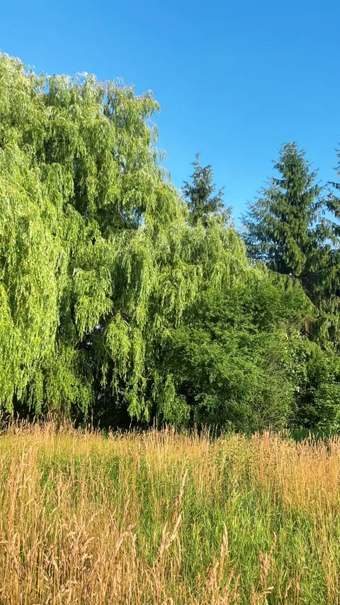 A large weeping willow sways in the wind under a clear blue sky.  動画素材 339688283