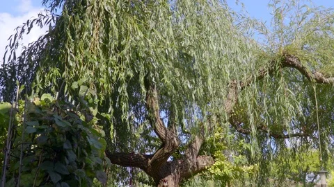 Large Weeping Willow Tree Blowing In The Breeze Stock Footage 79674858