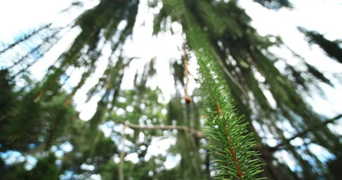 Large Weeping Willow Tree with Evergreen Pines. Close Up. Stock Footage 164864060