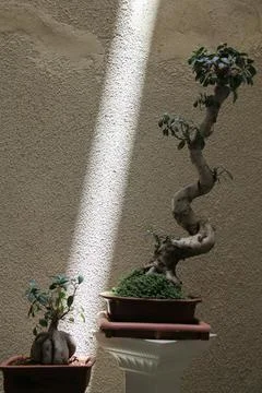 A large, well-designed bonsai tree Stock Photos