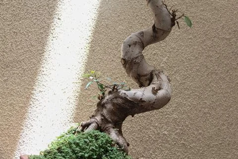 A large, well-designed bonsai tree Stock Photos