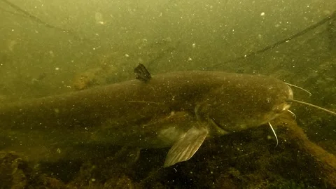 A large wels catfish (Silurus glanis) with visible scratch marks on its flan Stock Footage 306043750