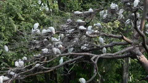 Large Western Cattle Egret (Ardea ibis) Nesting Colony High in Tree Canopy 스톡 동영상 339509797