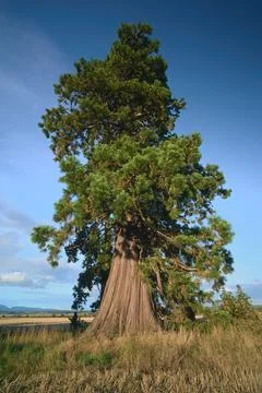 Large Western Red Cedar tree on a sunny day Stock Photos