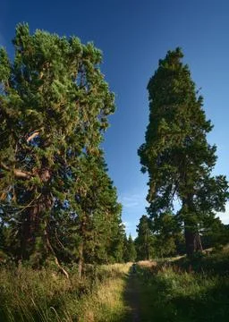 Large Western Red Cedar trees and the small figure of a woman among them Stock Photos