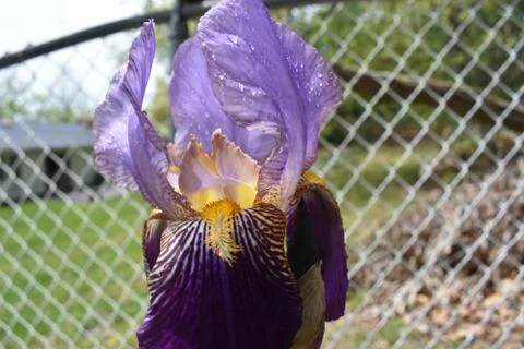 Large, Wet, Multi Colored Iris Stock Photos
