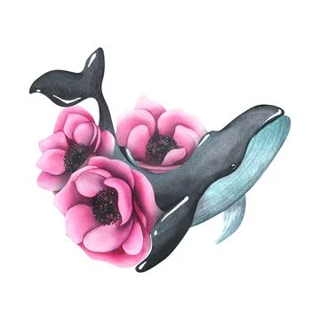 Large whale in black and turquoise among pink anemone flowers. Watercolor Stock Illustration