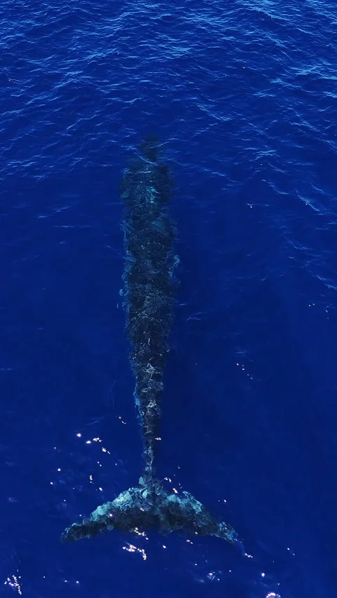 A large whale in the Indian Ocean Stock Footage 286196693