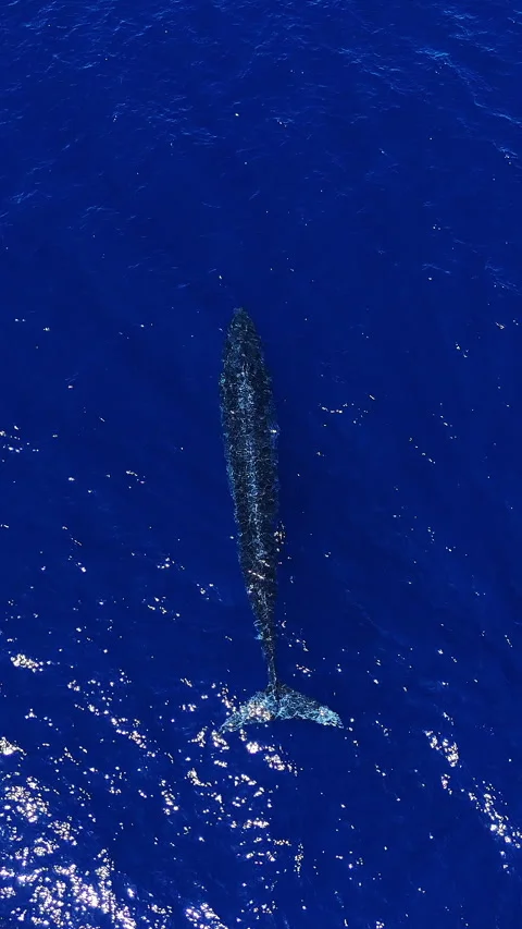 A large whale in the Indian Ocean Stock Footage 286196748
