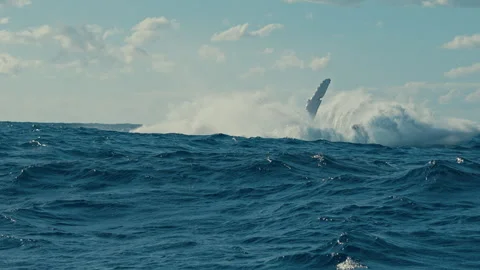 A large whale rockets out of rough open water and slams back down, throwing up Stock Footage 341854290