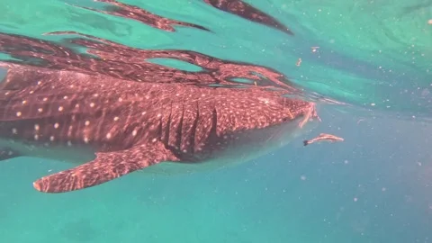Large whale shark feeding on small fish near boat in murky water Stock Footage 339982627