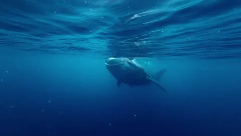 A large whale shark feeds with its mouth wide open just below the water surface. Stock Footage 336318743