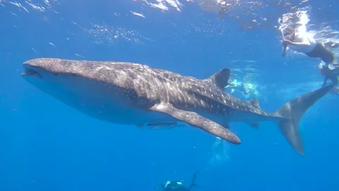 Large whale shark swimming at surface with snorkelers Stock Footage 247331288