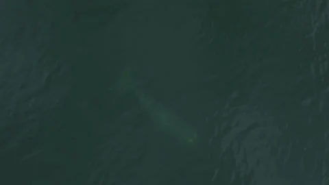 A large whale swims deep underwater. Aerial photography at right angles. Stock Footage 221170280