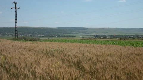 Large wheat and corn fields on a town’s edge Stock Footage 68416261