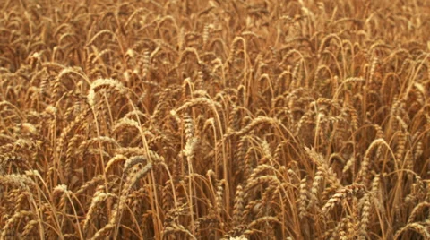 Large wheat field and a blue sky Stock Footage 55591741