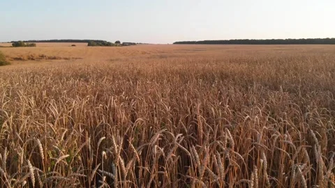 Large wheat field in evening Stock Footage 138025667