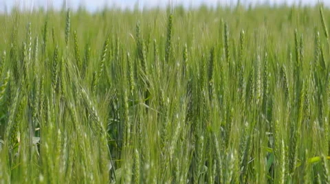Large Wheat Field Stock Footage 51396077