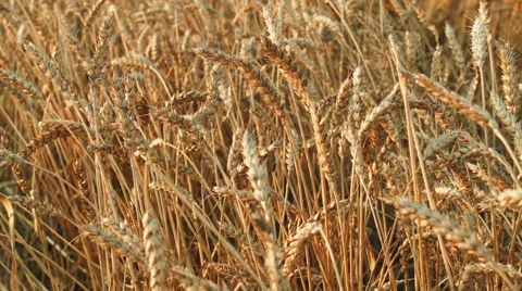 Large wheat field Stock Footage 55632035