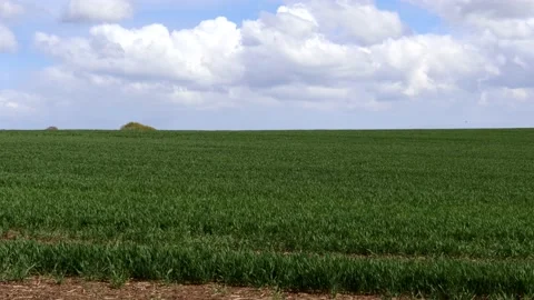 Large Wheat Field 스톡 동영상 153927408