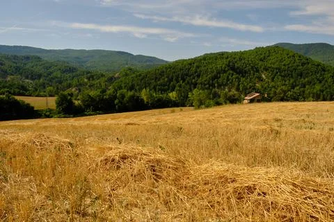 A large wheat field has been harvested Stock Photos
