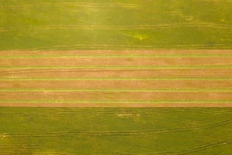 Large Wheat field with line of fresh harvested Silage. Stock Photos
