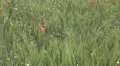 Large wheat field oat cereal culture green plant bio organic farm rural land day HD Footage
